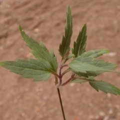 Ageratina riparia (Mistflower) at Greigs Flat, NSW - 18 Aug 2023 by plants