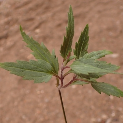 Ageratina riparia (Mistflower) at Greigs Flat, NSW - 18 Aug 2023 by plants