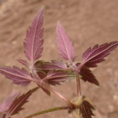 Ageratina riparia at Greigs Flat, NSW - 18 Aug 2023