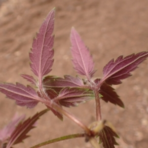 Ageratina riparia at Greigs Flat, NSW - 18 Aug 2023