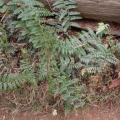 Polystichum australiense (Harsh Shield Fern) at Nullica State Forest - 18 Aug 2023 by plants