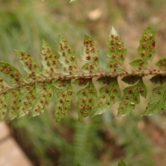 Polystichum australiense at Greigs Flat, NSW - 18 Aug 2023 02:37 PM