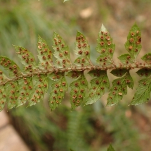 Polystichum australiense at Greigs Flat, NSW - 18 Aug 2023