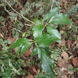 Claoxylon australe at Tathra, NSW - 19 Aug 2023