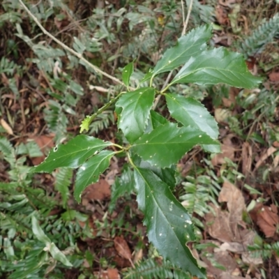 Claoxylon australe (Brittlewood) at Tathra, NSW - 18 Aug 2023 by plants