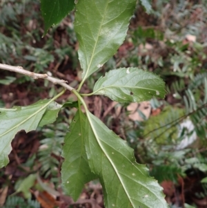 Claoxylon australe at Tathra, NSW - 19 Aug 2023