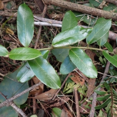 Leichhardtia flavescens (Hairy Milk Vine) at Mumbulla State Forest - 19 Aug 2023 by plants
