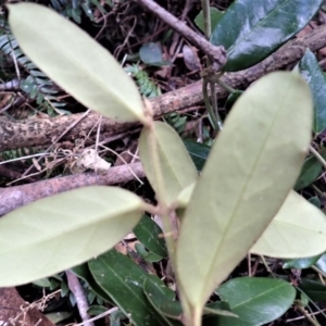 Leichhardtia flavescens at Wapengo, NSW - 19 Aug 2023 09:59 AM