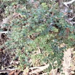 Pittosporum multiflorum (Orange Thorn) at Tathra, NSW - 19 Aug 2023 by plants