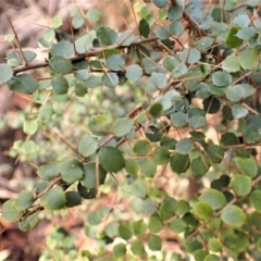 Pittosporum multiflorum at Tathra, NSW - 19 Aug 2023