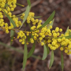 Acacia rubida (Red-stemmed Wattle, Red-leaved Wattle) at Bruce Ridge - 21 Aug 2023 by ConBoekel