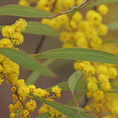 Acacia rubida at Bruce, ACT - 21 Aug 2023