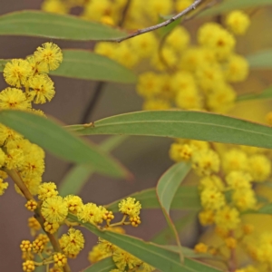 Acacia rubida at Bruce, ACT - 21 Aug 2023