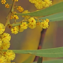 Acacia rubida at Bruce, ACT - 21 Aug 2023