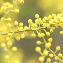 Acacia decurrens (Green Wattle) at Bruce Ridge to Gossan Hill - 21 Aug 2023 by ConBoekel