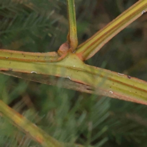 Acacia decurrens at Bruce, ACT - 21 Aug 2023