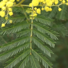 Acacia decurrens at Bruce, ACT - 21 Aug 2023