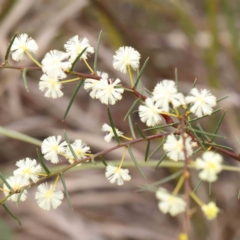 Acacia genistifolia (Early Wattle) at Bruce, ACT - 21 Aug 2023 by ConBoekel