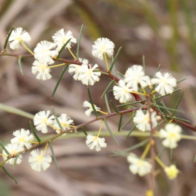 Acacia genistifolia (Early Wattle) at Bruce Ridge to Gossan Hill - 21 Aug 2023 by ConBoekel