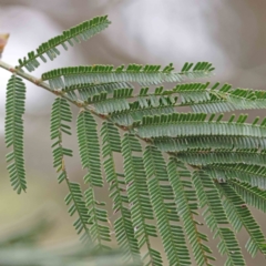 Acacia mearnsii (Black Wattle) at Bruce Ridge to Gossan Hill - 21 Aug 2023 by ConBoekel