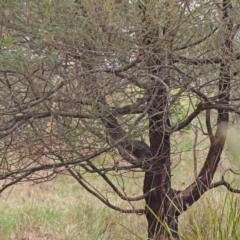 Acacia mearnsii at Bruce, ACT - 21 Aug 2023