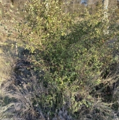 Cotoneaster glaucophyllus (Cotoneaster) at Mount Majura - 23 Aug 2023 by waltraud