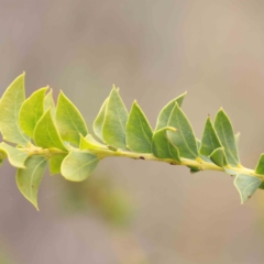 Acacia cultriformis (Knife Leaf Wattle) at Bruce, ACT - 21 Aug 2023 by ConBoekel