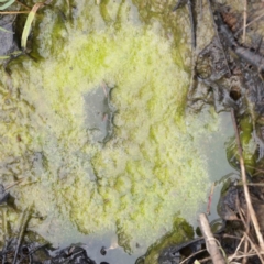 Alga / Cyanobacterium at Bruce Ridge - 21 Aug 2023 by ConBoekel