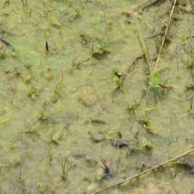 Alga / Cyanobacterium at Bruce, ACT - 21 Aug 2023 by ConBoekel