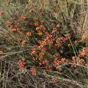 Dillwynia sp. Yetholme (P.C.Jobson 5080) NSW Herbarium at Hackett, ACT - 23 Aug 2023 03:03 PM