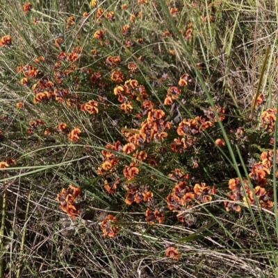 Dillwynia sp. Yetholme (P.C.Jobson 5080) NSW Herbarium at Mount Majura - 23 Aug 2023 by waltraud