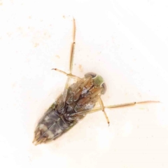 Notonectidae (family) (Backswimmer) at Bruce Ridge to Gossan Hill - 21 Aug 2023 by ConBoekel