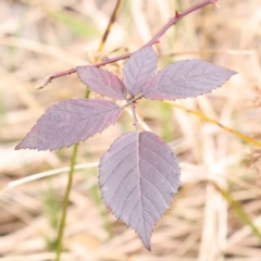 Rubus anglocandicans (Blackberry) at Bruce, ACT - 21 Aug 2023 by ConBoekel