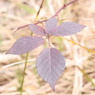 Rubus anglocandicans (Blackberry) at Bruce, ACT - 21 Aug 2023 by ConBoekel