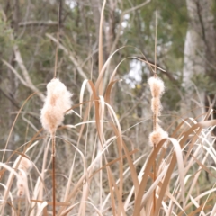 Typha sp. (Cumbungi) at Bruce Ridge to Gossan Hill - 21 Aug 2023 by ConBoekel