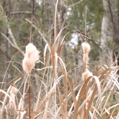 Typha sp. (Cumbungi) at Bruce, ACT - 21 Aug 2023 by ConBoekel