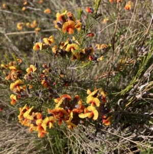 Dillwynia sp. Yetholme (P.C.Jobson 5080) NSW Herbarium at Hackett, ACT - 23 Aug 2023