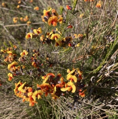 Dillwynia sp. Yetholme (P.C.Jobson 5080) NSW Herbarium at Mount Majura - 23 Aug 2023 by waltraud