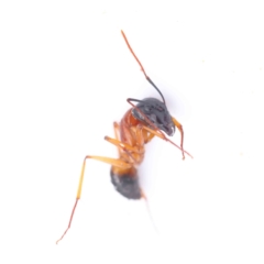 Camponotus consobrinus (Banded sugar ant) at Bruce Ridge - 21 Aug 2023 by ConBoekel