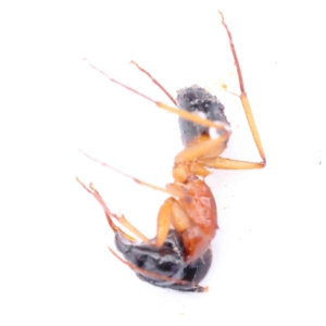 Camponotus consobrinus at Bruce, ACT - 21 Aug 2023