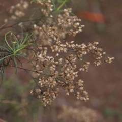 Cassinia quinquefaria (Rosemary Cassinia) at Bruce Ridge to Gossan Hill - 21 Aug 2023 by ConBoekel