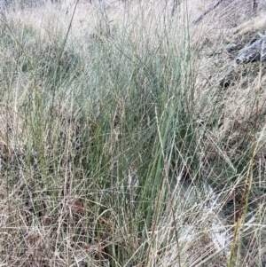 Carex tereticaulis at Kowen, ACT - 23 Aug 2023