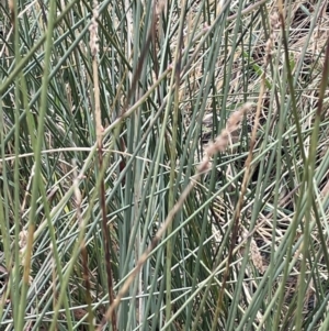 Carex tereticaulis at Kowen, ACT - 23 Aug 2023