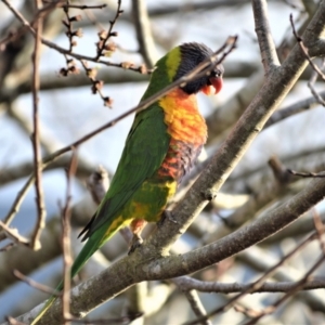 Trichoglossus moluccanus at Jamberoo, NSW - 24 Aug 2023