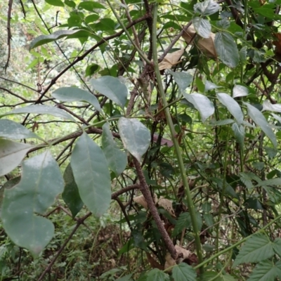 Synoum glandulosum subsp. glandulosum (Scentless Rosewood) at Wapengo, NSW - 19 Aug 2023 by plants