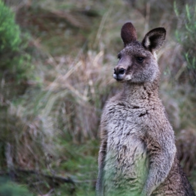 Macropus giganteus (Eastern Grey Kangaroo) at Googong, NSW - 25 Jun 2014 by Wandiyali