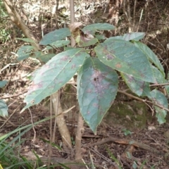 Ehretia acuminata var. acuminata (Koda) at Wapengo, NSW - 19 Aug 2023 by plants