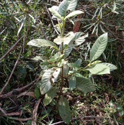 Psychotria loniceroides (Hairy Psychotria) at Mumbulla State Forest - 19 Aug 2023 by plants
