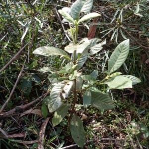 Psychotria loniceroides at Wapengo, NSW - 19 Aug 2023