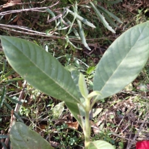 Psychotria loniceroides at Wapengo, NSW - 19 Aug 2023